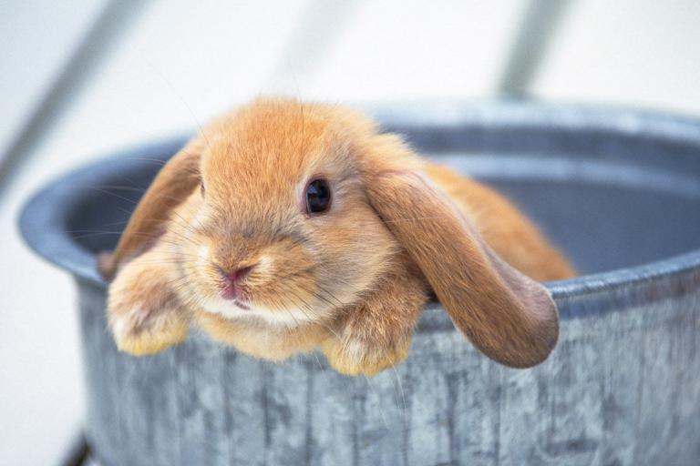 兔子的眼皮肿起来了