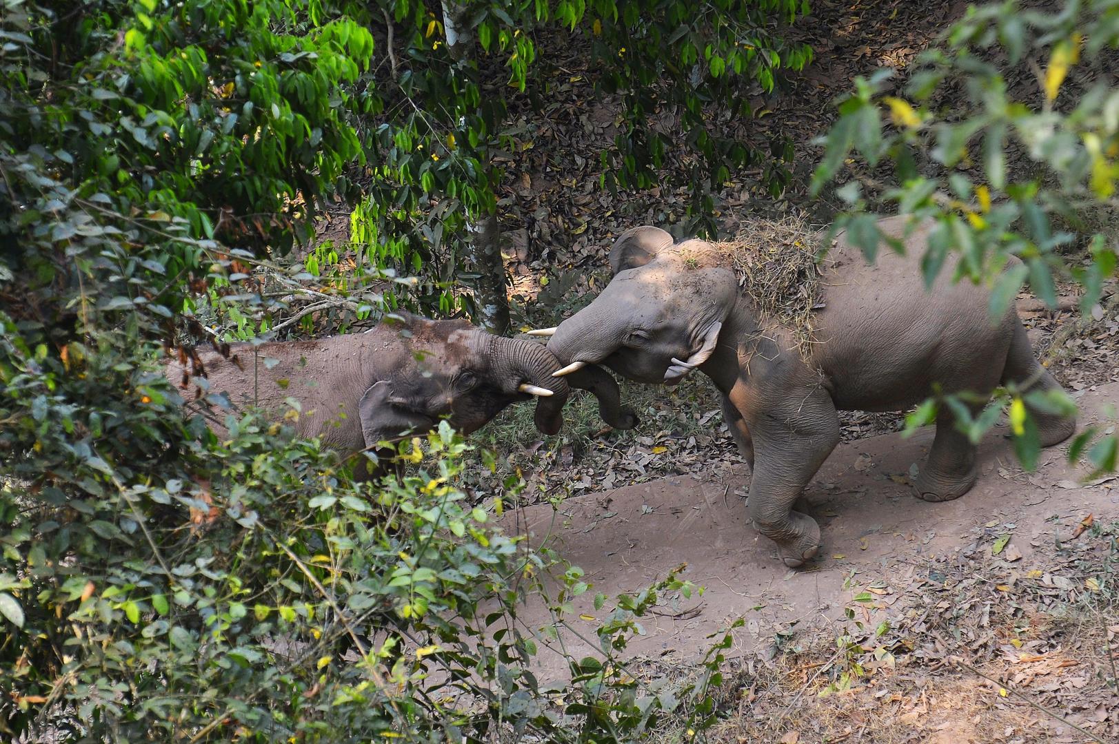 专访：亚洲象北上是整体趋势，长期投喂香蕉、菠萝、玉米等高糖、高热量食物，可能导致野象得高血压、糖尿病
