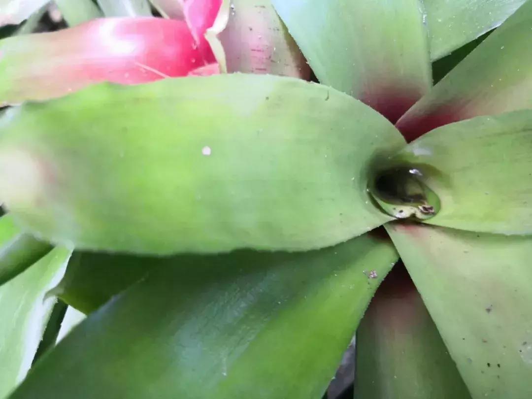 凤梨科的其它植物,凤梨食虫植物