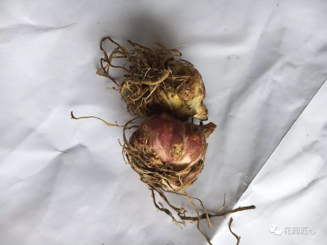 球根种植时间和方法,球根的养殖方法和注意事项