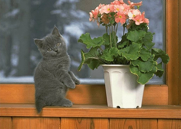 猫突然猝死是什么原因,什么会使猫急性死亡