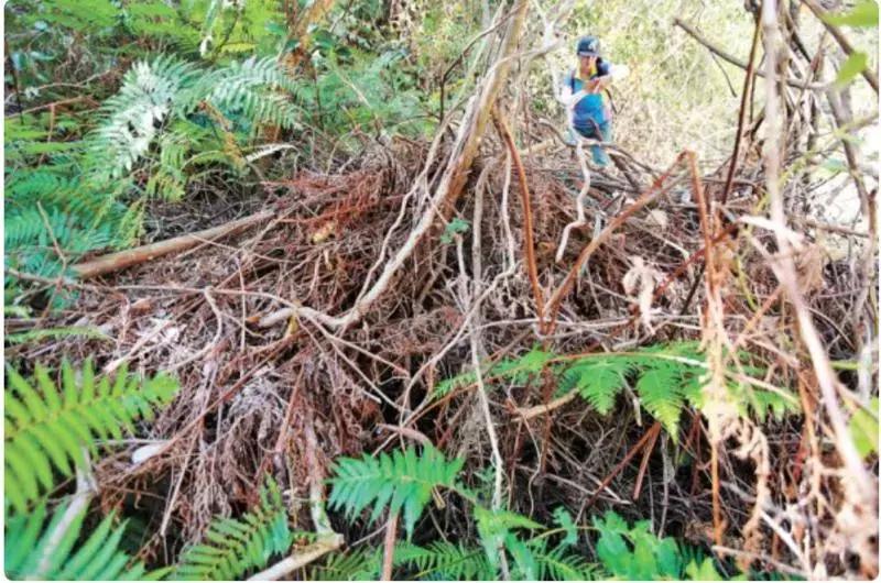 痛心!七娘山这种叫“金毛狗”的珍稀植物大量被毁