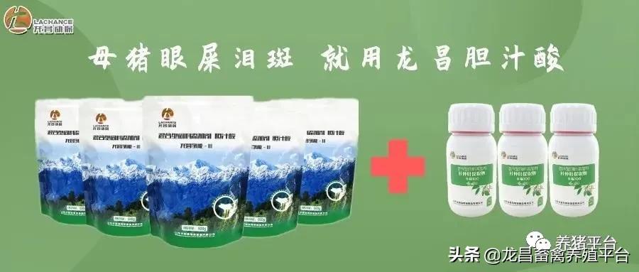 母猪应激正确的处理方法,母猪产弱仔多的原因及解决方法