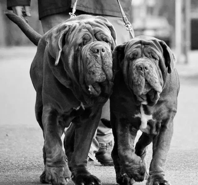 世界上最强的10种狗排名,世界上巨型狗大全