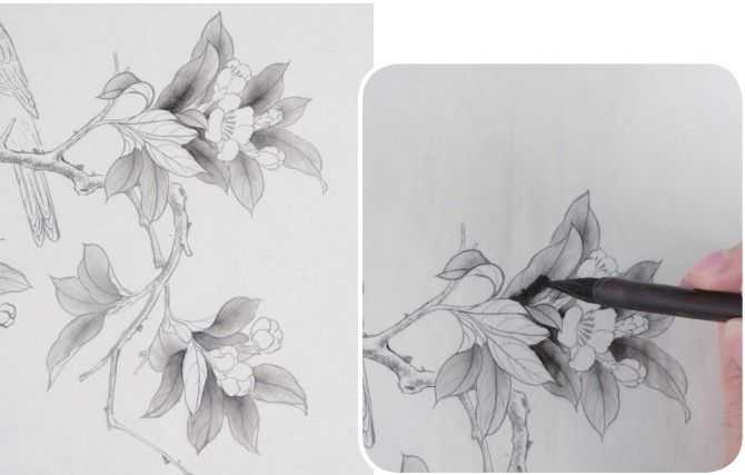 蜡嘴雀工笔画,蜡嘴鸟画画教程