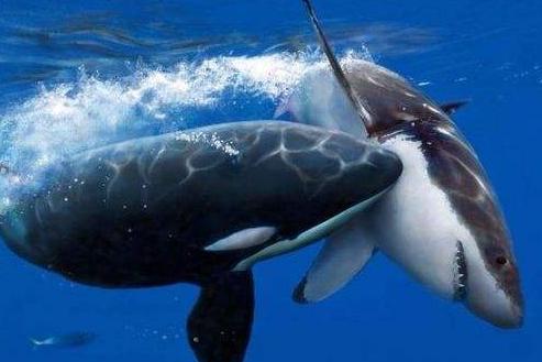 霸王龙真正的样子长什么样,霸王龙长什么样子真正的图片