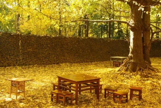 庭院栽树的讲究和忌讳,庭院种哪些树对庭院风水有利