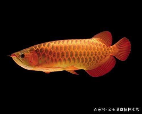 鱼缸最值得养的龙鱼,小毳