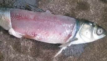 什么原因引起鱼败血症,鱼细菌性败血症怎么治疗最好