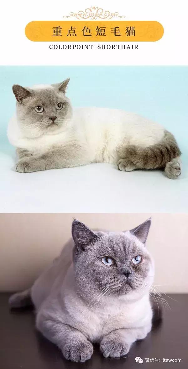 搜猫咪各种图片,世界猫咪图录