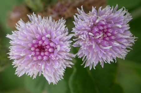 盘点哪些好吃不贵的食材,盘点那些好吃的野菜