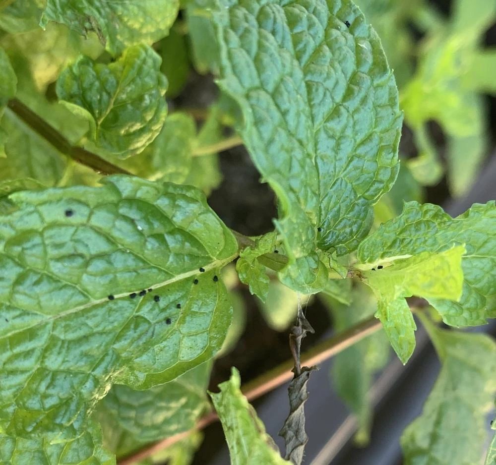 盆栽薄荷叶子蔫了是怎么回事,薄荷盆栽掉叶怎么办