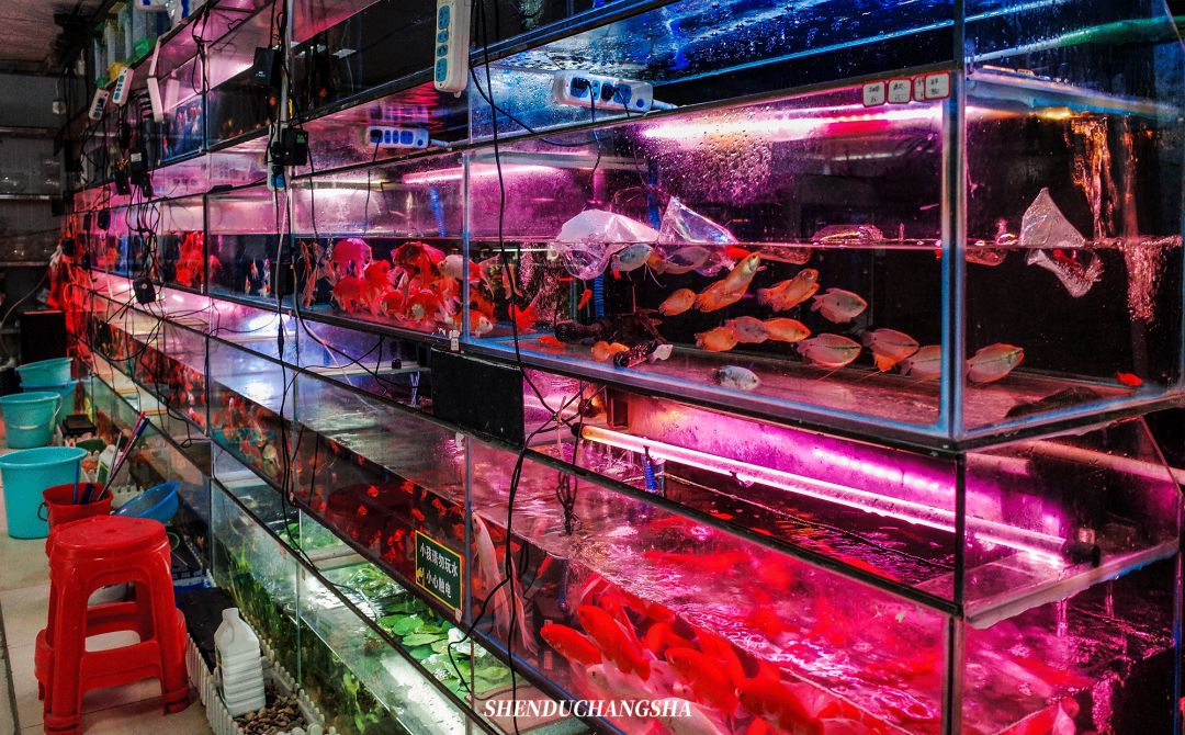 长沙旅游攻略必去的十大景点推荐,长沙旅游攻略必去十大景点免费