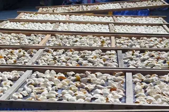 打卡茶产地｜收陈皮时节到啦！这有你想get的重点