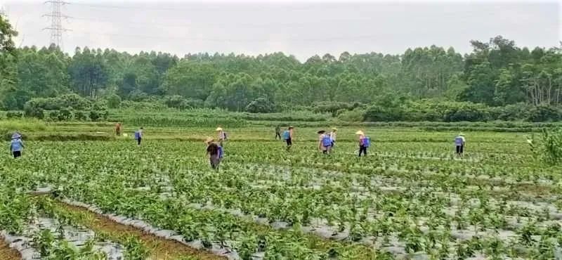 大安古镇闹市,大安古镇的地址