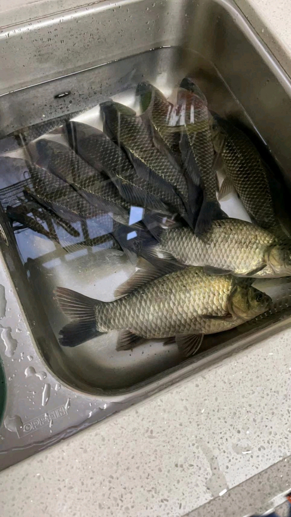 初夏大板鲫钓底还是钓浮,初夏为什么很难钓到大板鲫