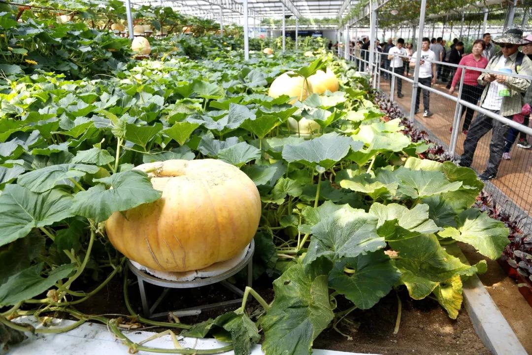 美国水果价格排行,美国水果价格大全