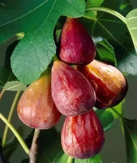 无花果种植前景分析,无花果如何规模化种植