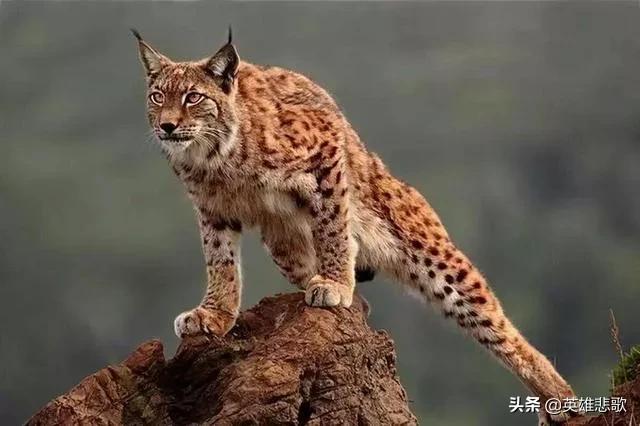 为什么猫见了狸猫会被吃,野狸子真是家猫的天敌吗