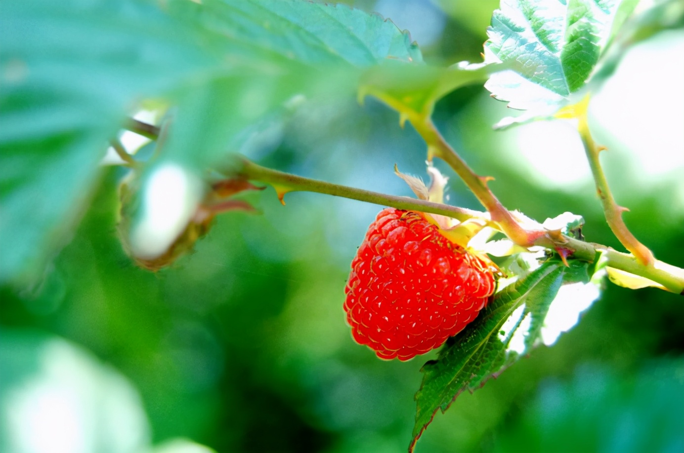 百种果子简介,百种果实图片