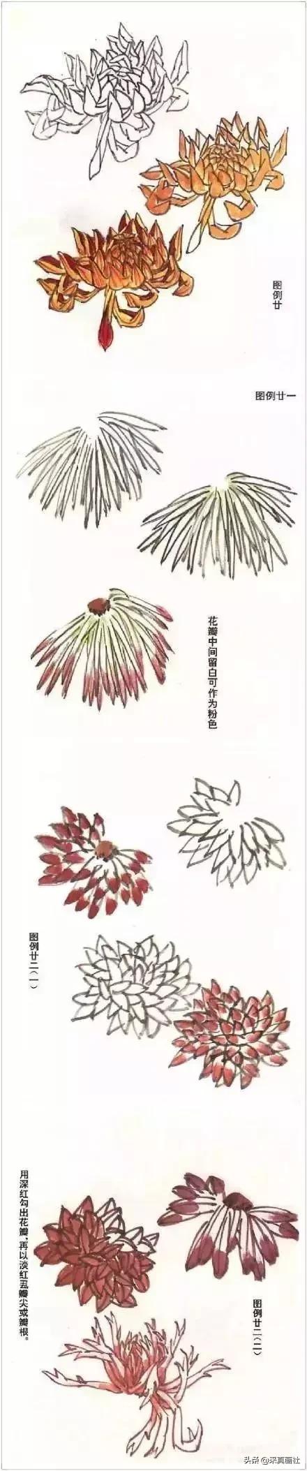 国画菊花技法绘画教程,国画菊花的基本画法