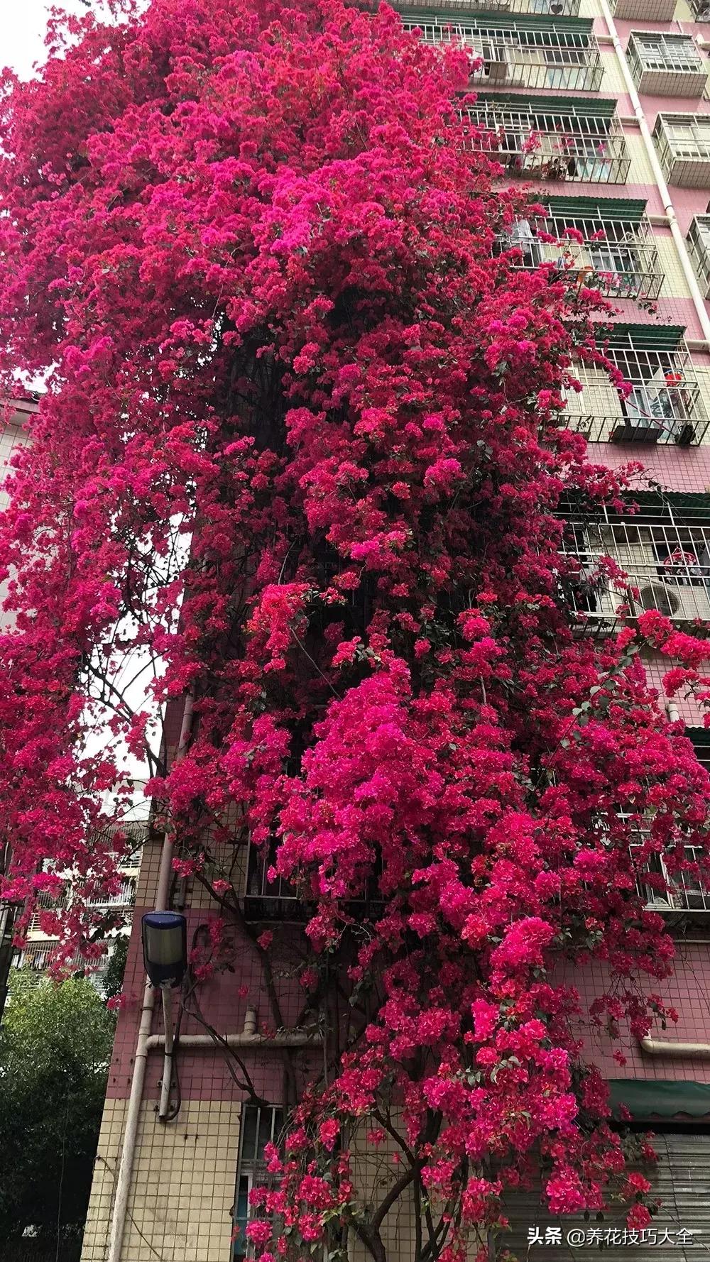 这十种爬藤花一开就是三年,3种极品爬藤花30天爬满庭院农村