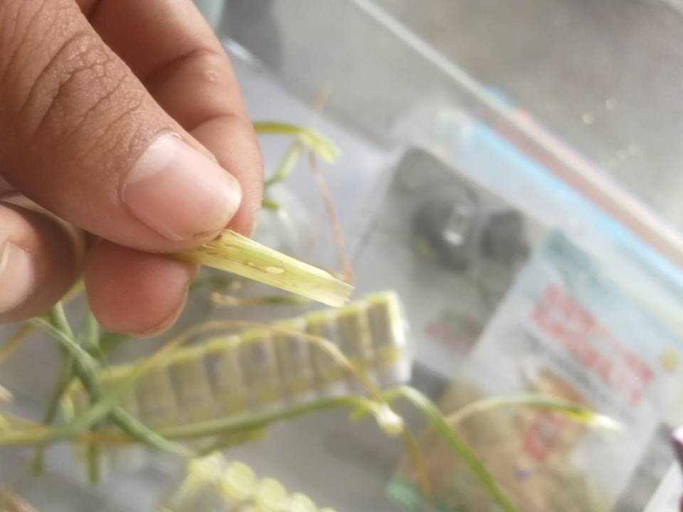 大蒜怎么防治地下害虫,为什么大蒜的虫害很少发生