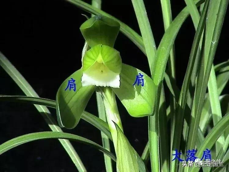 兰花知识大全100种,兰花鉴赏术语100条