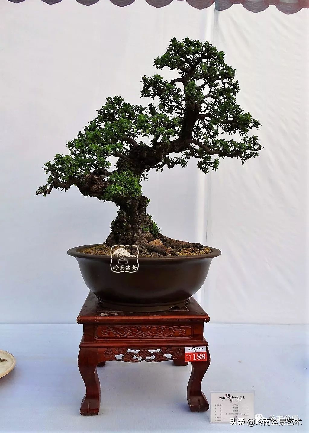 杂木盆景也毫不逊色,杂木盆景值钱吗