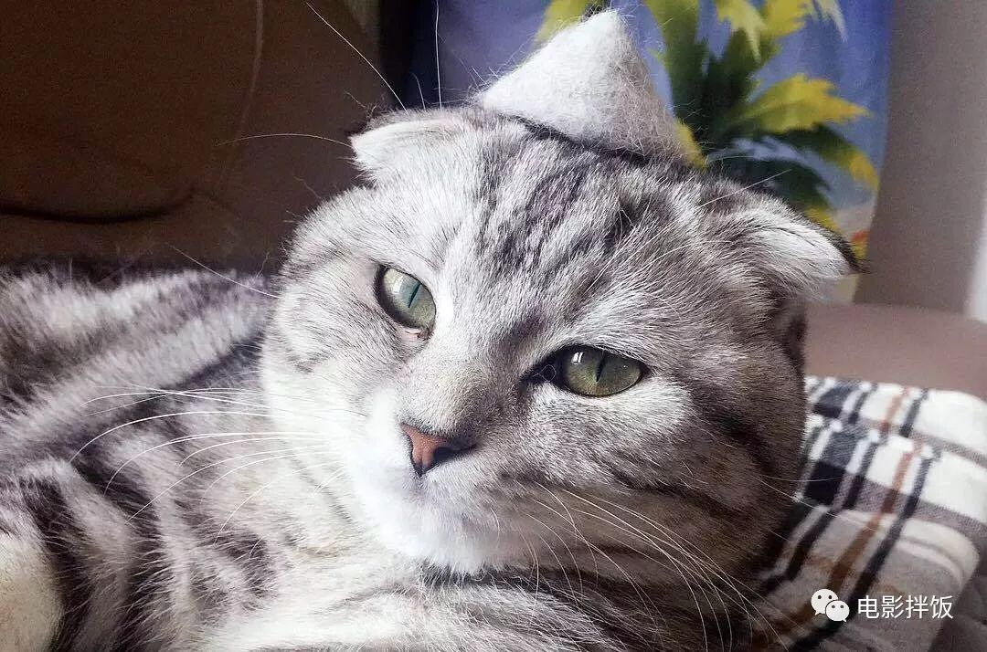 新手养猫注意事项以及幼猫到新家,新手养猫养什么猫又便宜又好养