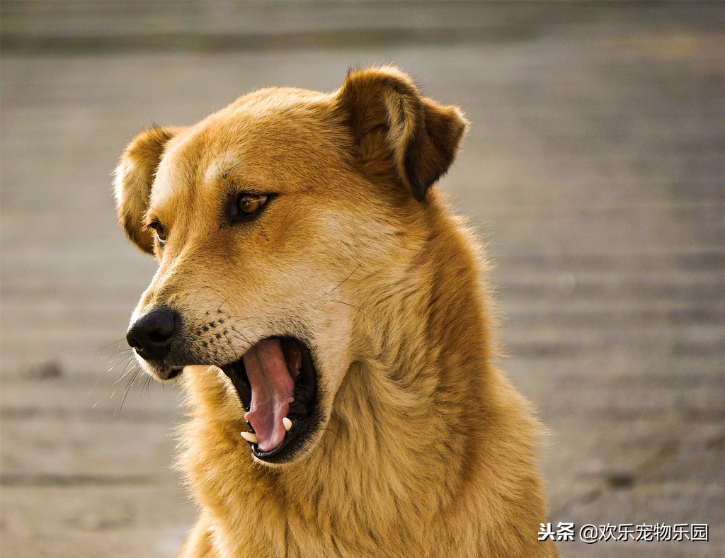 狗狗半夜乱叫怎么让它闭嘴,狗狗半夜嚎叫怎么纠正