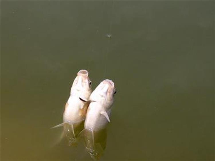 黑坑钓鲤鲫用什么饵比较合适,春季黑坑钓鲤用什么添加剂