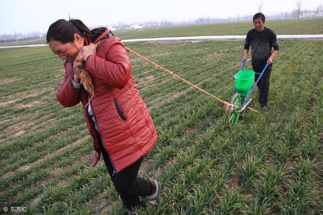 年后小麦追肥后不浇水能行吗,为什么现在追肥都不想用尿素了