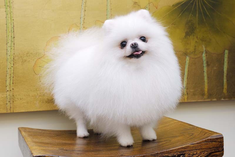 什么狗适合懒人又有安全感新手养,最好养的五种小型宠物狗