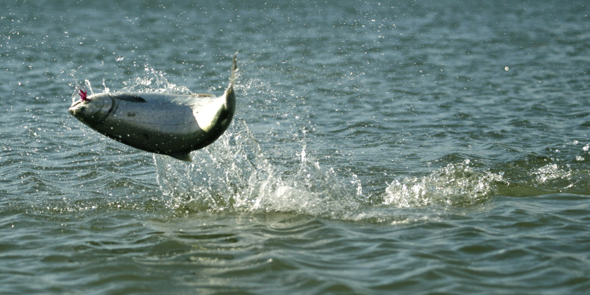 生吃三文鱼腥不腥,三文鱼怎样吃更好吃更简单