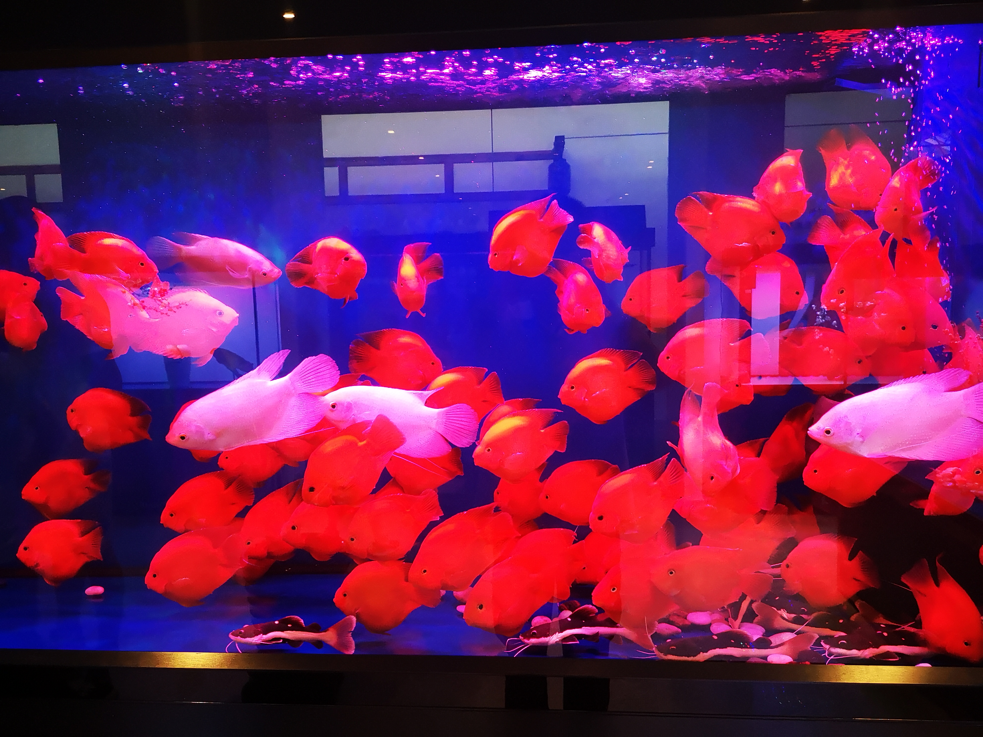 观赏鱼被欺负怎么办,观赏鱼生病怎么处理