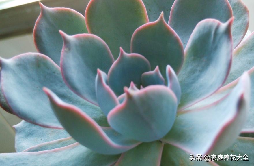 蓝姬莲和蓝石莲多肉哪个好养,蓝石莲多肉移盆