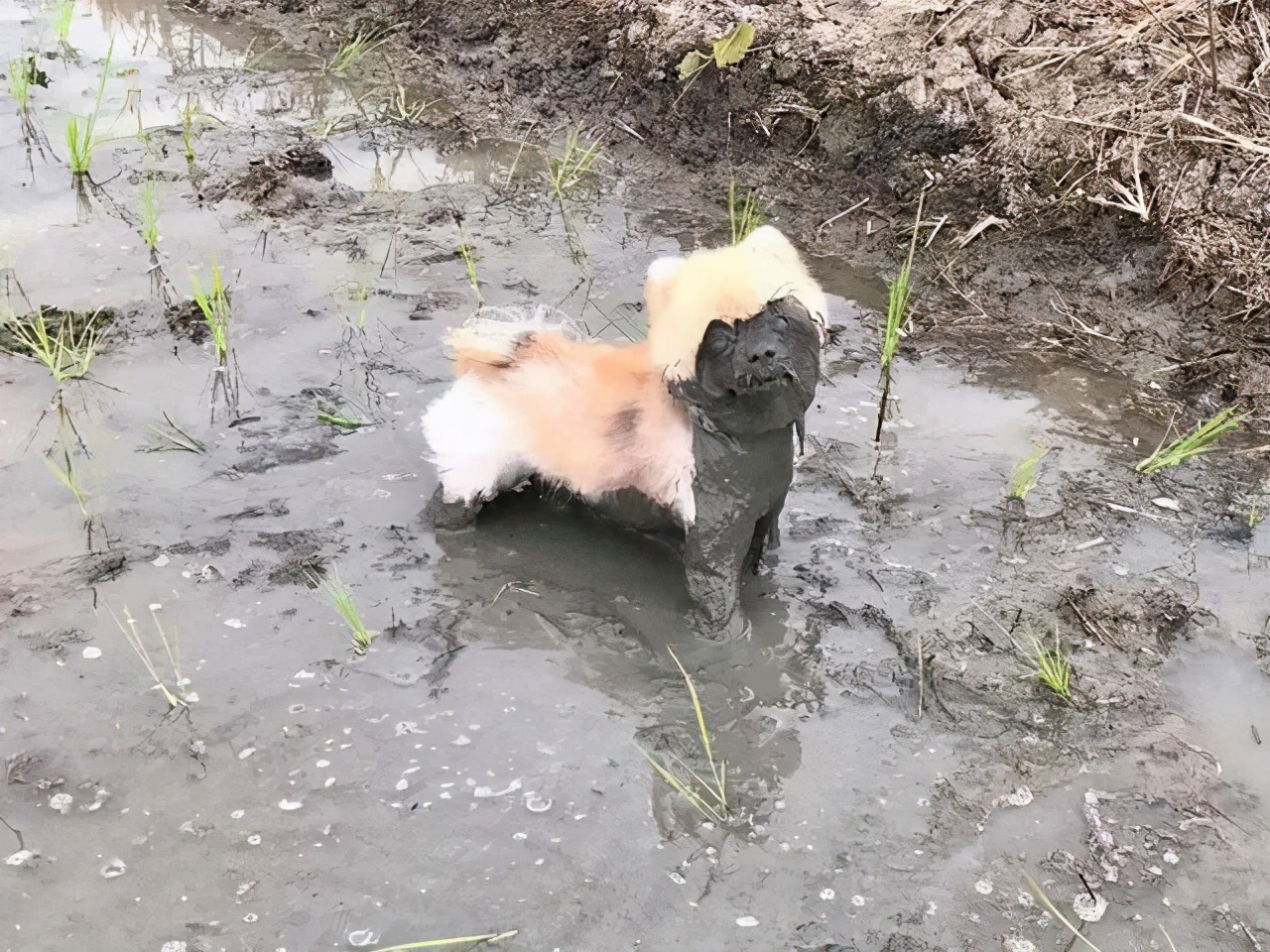 带狗狗回老家过年需要注意什么,带狗狗回家需要准备什么