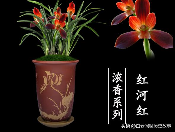 红河红兰花好养活吗,红河红开花惊艳养护简单