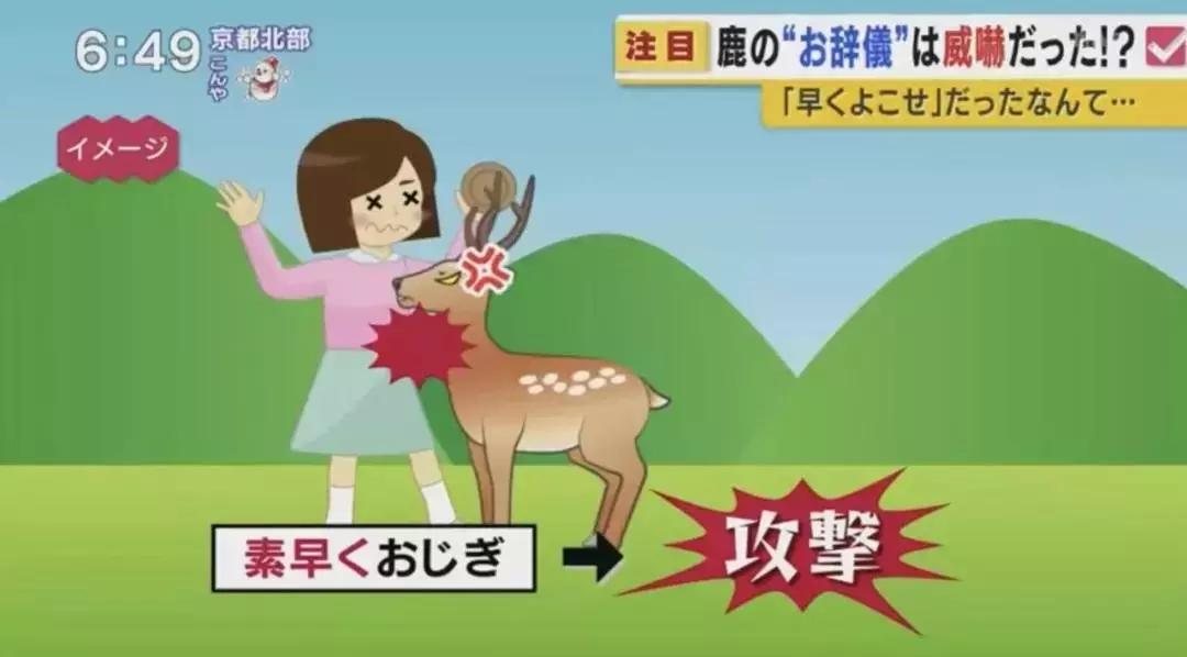 日本乌鸦会扭水龙头、小鹿会鞠躬、猴子会泡温泉，文明还是成精？