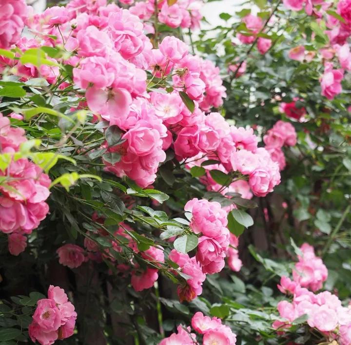 养花最好的颗粒土,碎砖养花的正确方法