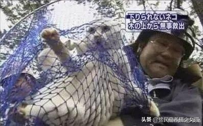 流浪猫在树上下不来,流浪猫爬到3楼墙角下不来了