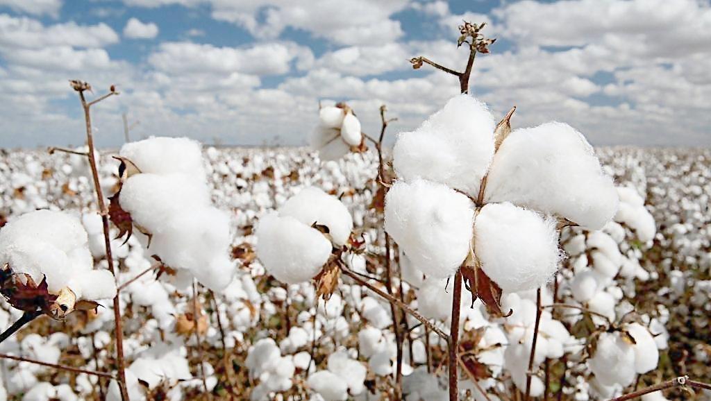 顶风作案！辱华风波还未结束，陈奕迅老婆上架阿迪达斯惹众怒