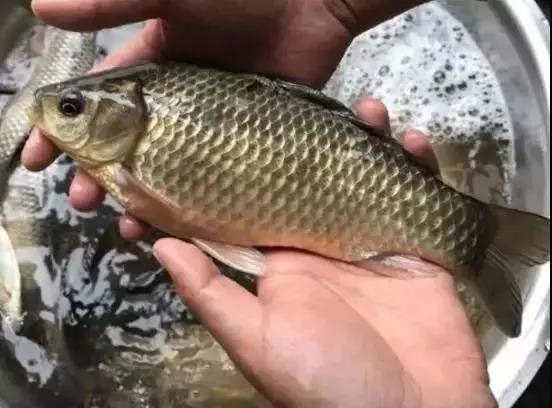 打窝以后抛竿抛不准,打窝后来鱼少是咋回事