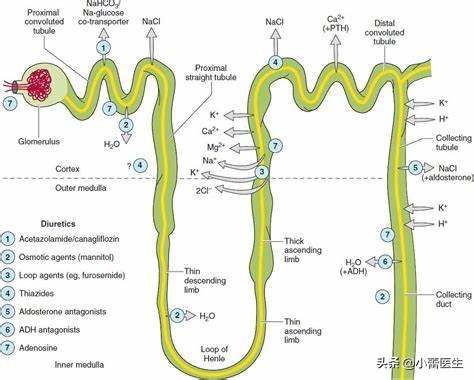 让“风湿病”患者又爱又恨的“激素”，医生帮您化解矛盾！