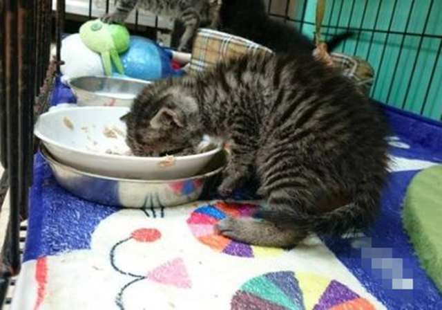 2个月幼猫刚到家不吃不喝,2个月幼猫刚到家不拉屎