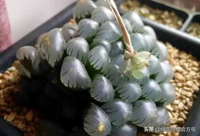 多肉开花怎么办呢,多肉开花的原因和解决方法