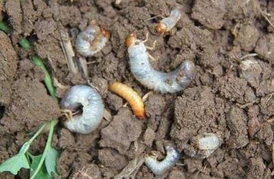 蛴螬虫害防治方法噻唑磷,毒死蜱防治蛴螬用多少倍