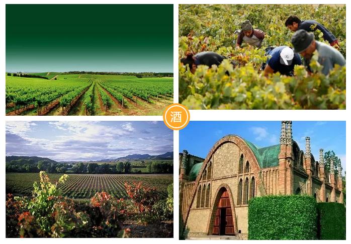 西班牙的葡萄酒怎么样,西班牙干红葡萄酒排名