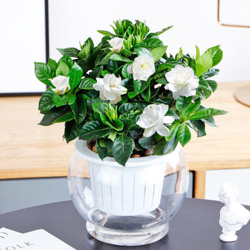 栀子花养护方法水培,栀子花水培养护开花技巧